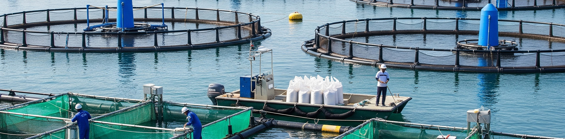 Fish farm with net installation showcasing sustainable ozone for aquaculture water treatment.